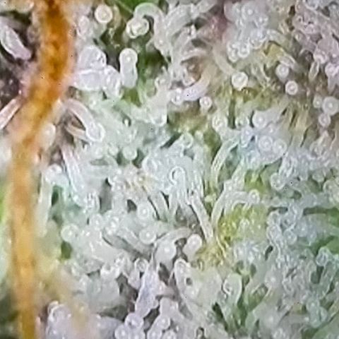 Tangerine Dream #1 growlog timeline photo