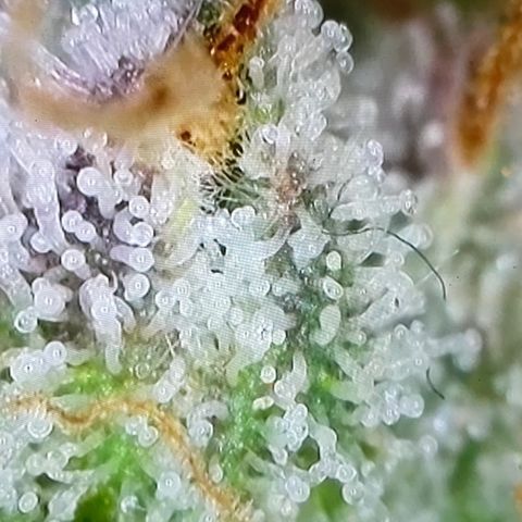 Tangerine Dream #1 growlog timeline photo
