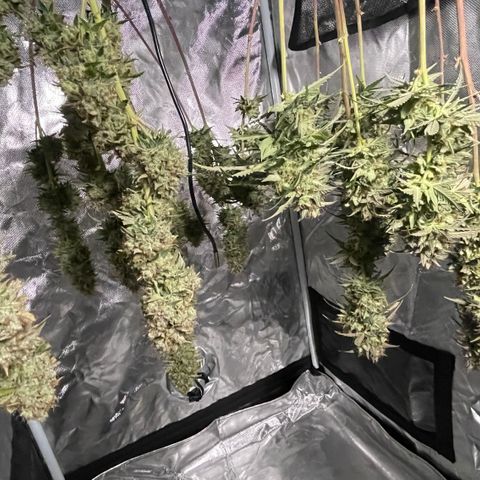 Tangerine Dream #1 growlog timeline photo