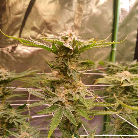 Purple Punch growlog timeline photo