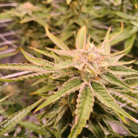 Purple Punch growlog timeline photo