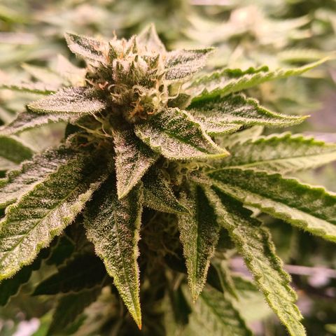 Mimosa x orange punch  growlog timeline photo