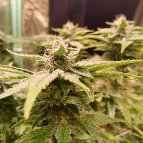Peyote cookies  growlog timeline photo