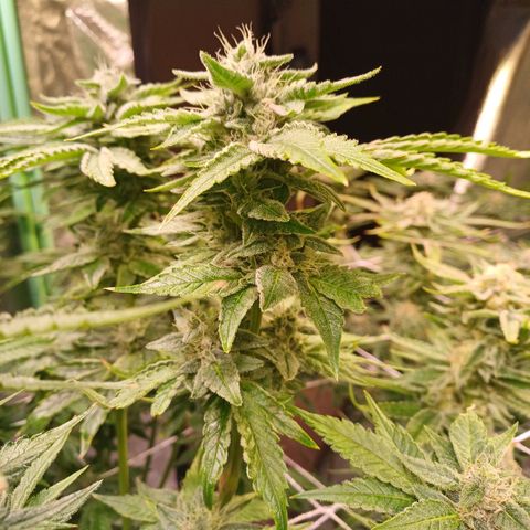 Peyote cookies  growlog timeline photo