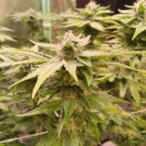 Peyote cookies  growlog timeline photo