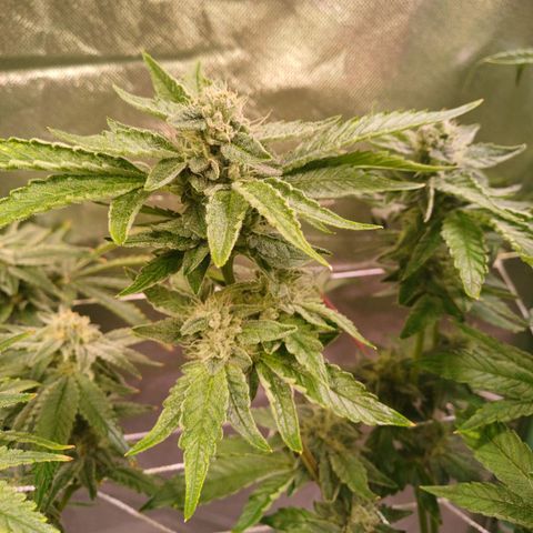 Peyote cookies  growlog timeline photo