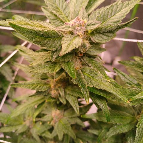 Peyote cookies  growlog timeline photo