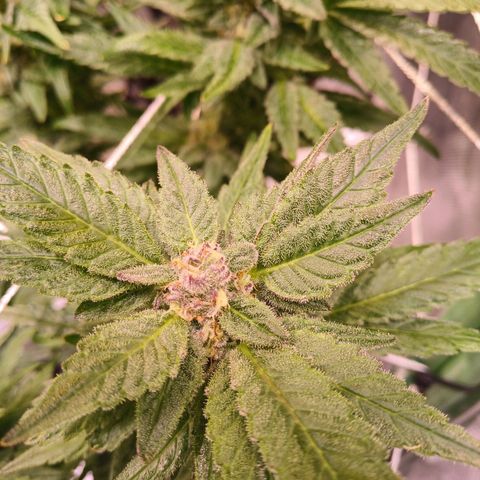 Peyote cookies  growlog timeline photo