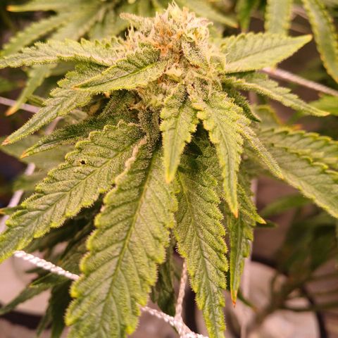 Pineapple chunk  growlog timeline photo