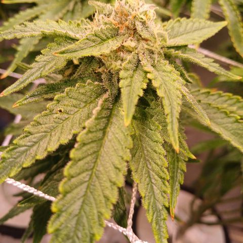 Pineapple chunk  growlog timeline photo