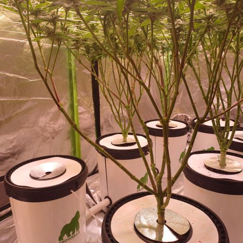 Mimosa x orange punch  growlog timeline photo