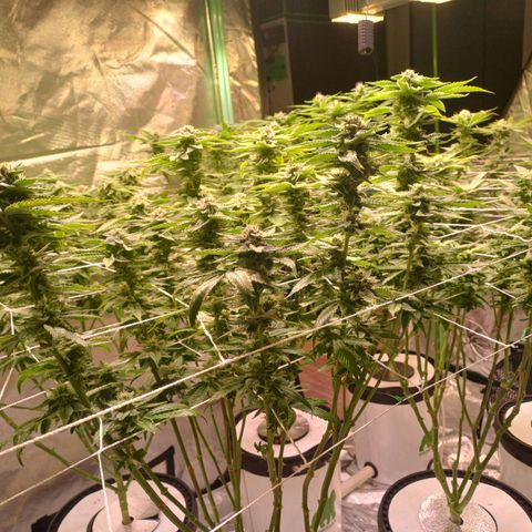 Mimosa x orange punch  growlog timeline photo