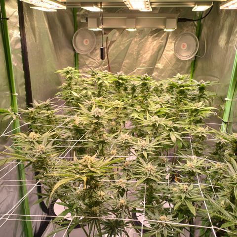 Mimosa x orange punch  growlog timeline photo