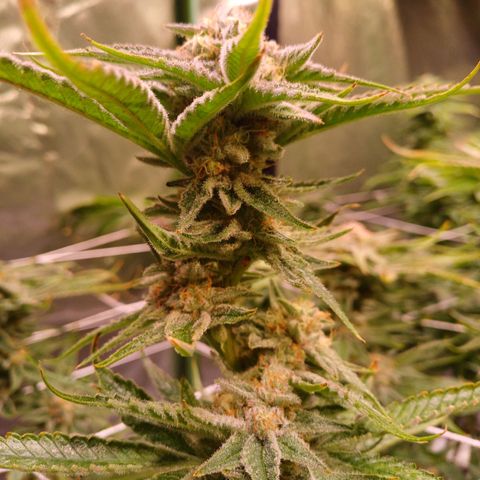 Purple Punch growlog timeline photo