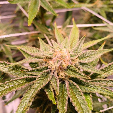 Purple Punch growlog timeline photo
