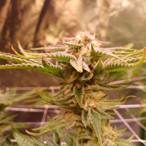 Purple Punch growlog timeline photo