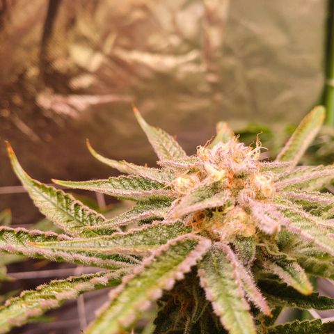 Purple Punch growlog timeline photo