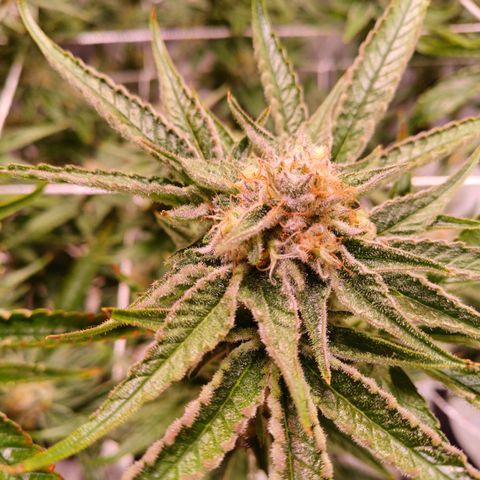 Purple Punch growlog timeline photo
