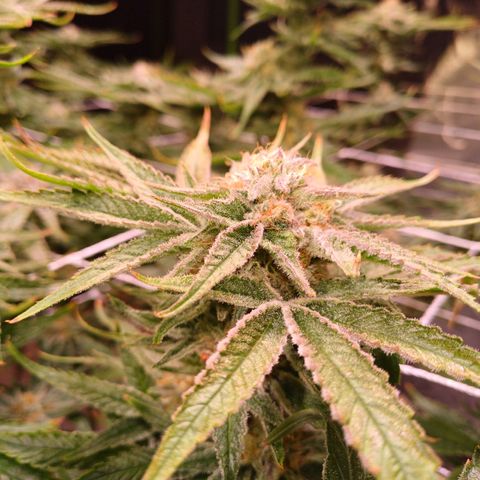 Purple Punch growlog timeline photo