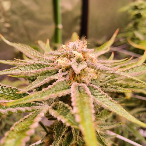 Purple Punch growlog timeline photo
