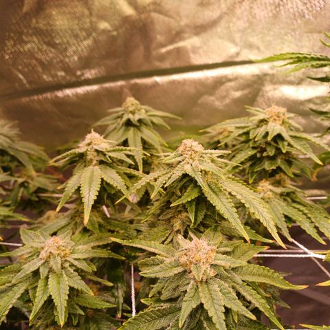 Pineapple chunk  growlog timeline photo