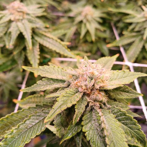 Pineapple chunk  growlog timeline photo