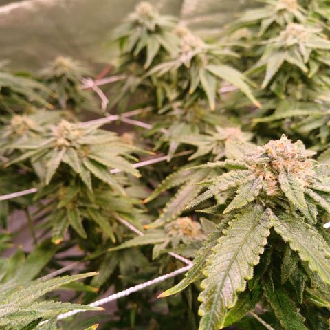 Pineapple chunk  growlog timeline photo