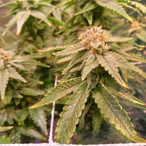 Pineapple chunk  growlog timeline photo