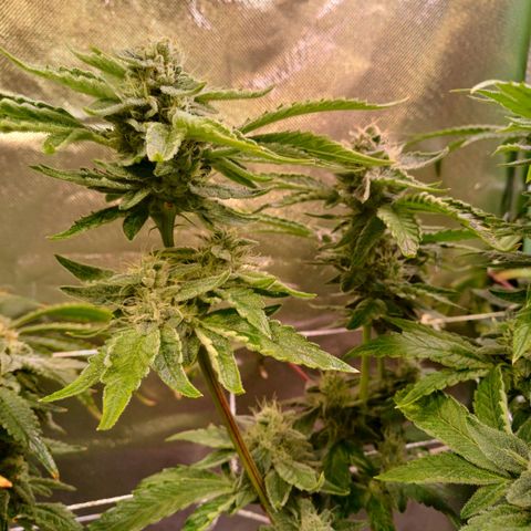 Peyote cookies  growlog timeline photo