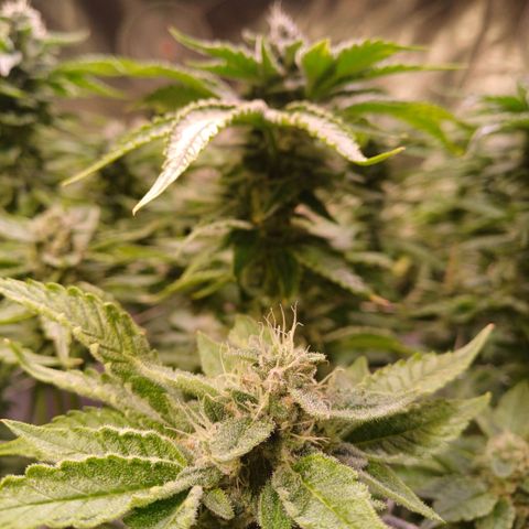 Peyote cookies  growlog timeline photo