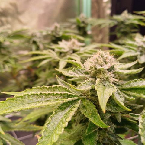 Peyote cookies  growlog timeline photo