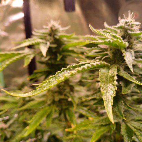 Peyote cookies  growlog timeline photo