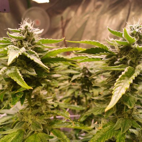 Peyote cookies  growlog timeline photo