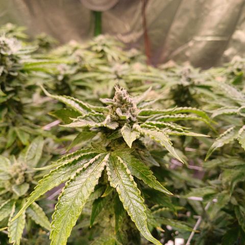Peyote cookies  growlog timeline photo