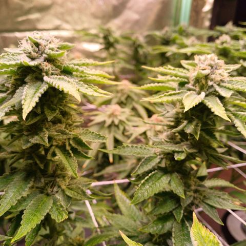 Mimosa x orange punch  growlog timeline photo