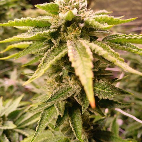 Mimosa x orange punch  growlog timeline photo