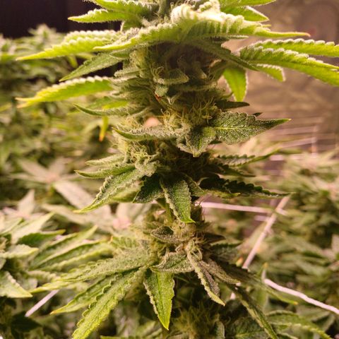 Mimosa x orange punch  growlog timeline photo