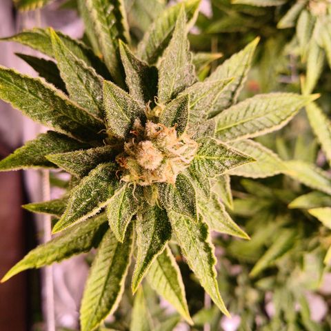 Mimosa x orange punch  growlog timeline photo