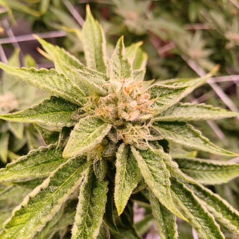 Mimosa x orange punch  growlog timeline photo