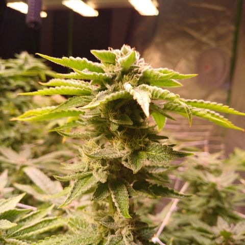 Mimosa x orange punch  growlog timeline photo