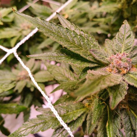 Peyote cookies  growlog timeline photo