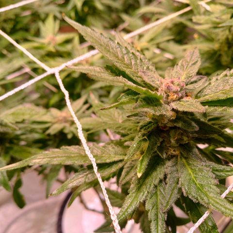 Peyote cookies  growlog timeline photo