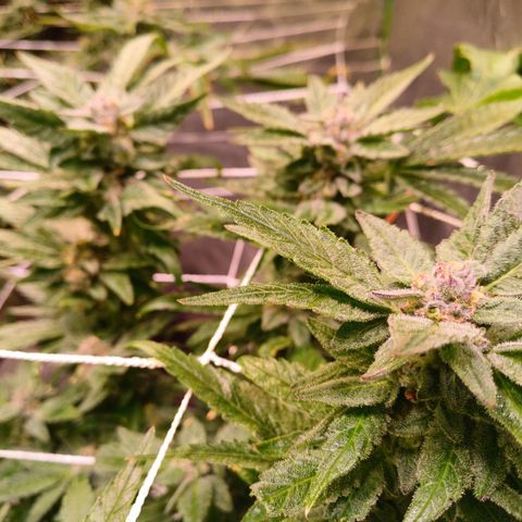 Peyote cookies  growlog timeline photo