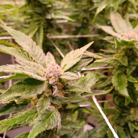 Peyote cookies  growlog timeline photo