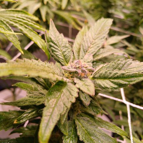Peyote cookies  growlog timeline photo