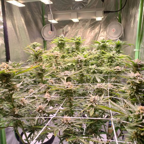 Mimosa x orange punch  growlog timeline photo