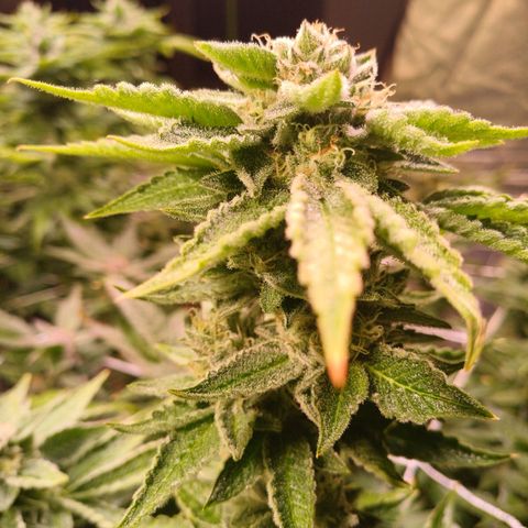 Mimosa x orange punch  growlog timeline photo