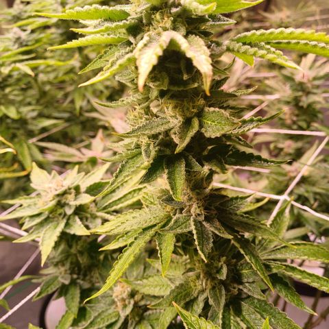 Mimosa x orange punch  growlog timeline photo