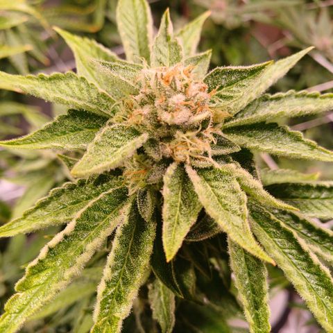 Mimosa x orange punch  growlog timeline photo