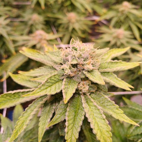 Mimosa x orange punch  growlog timeline photo